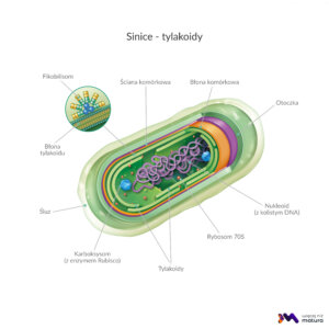 BIOL Bioróżnorodność Bakterie – Sinice – tylakoidy