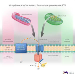 BIOL Chemia życia Oddychanie komórkowe oraz fotosynteza powstawanie ATP scaled