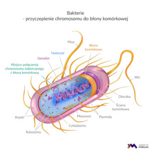 BIOL Bioróżnorodność Bakterie przyczepienie chromosomu do blony komórkowej 2 scaled